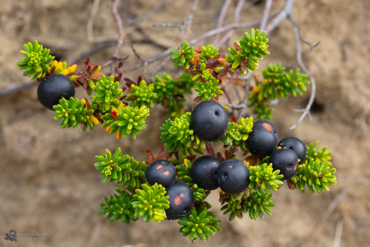Empetrum_nigrum_Krähenbeere_Schwarze