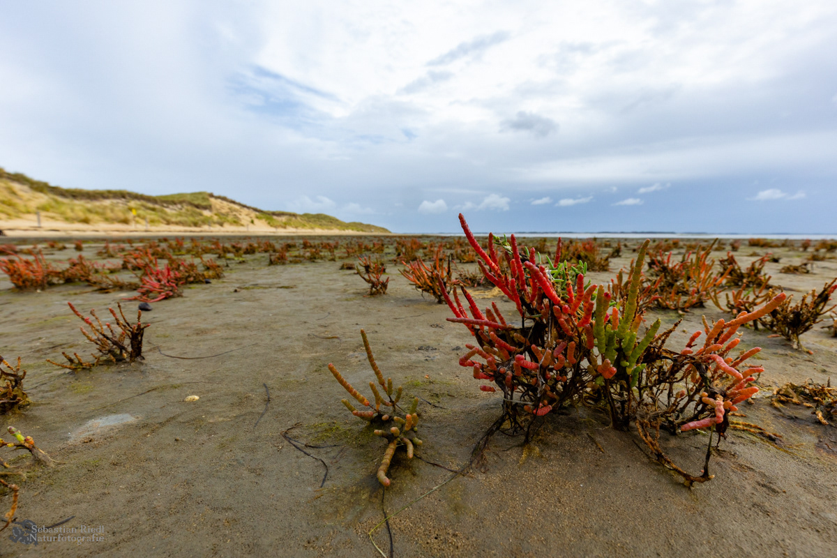 Salicornia_europaea_Queller_Europäischer