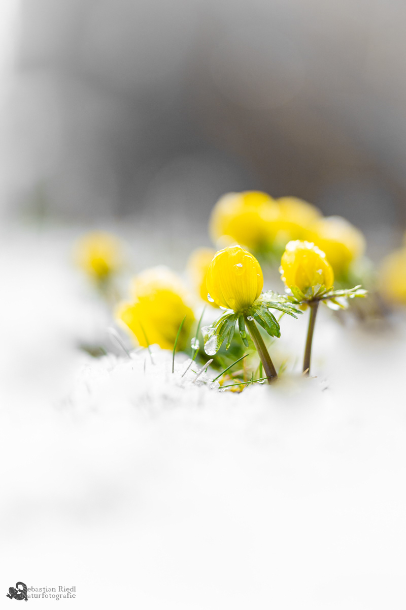 Eranthis_hyemalis_Winterling