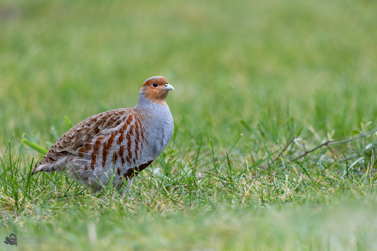 Rebhuhn (Perdix perdix)