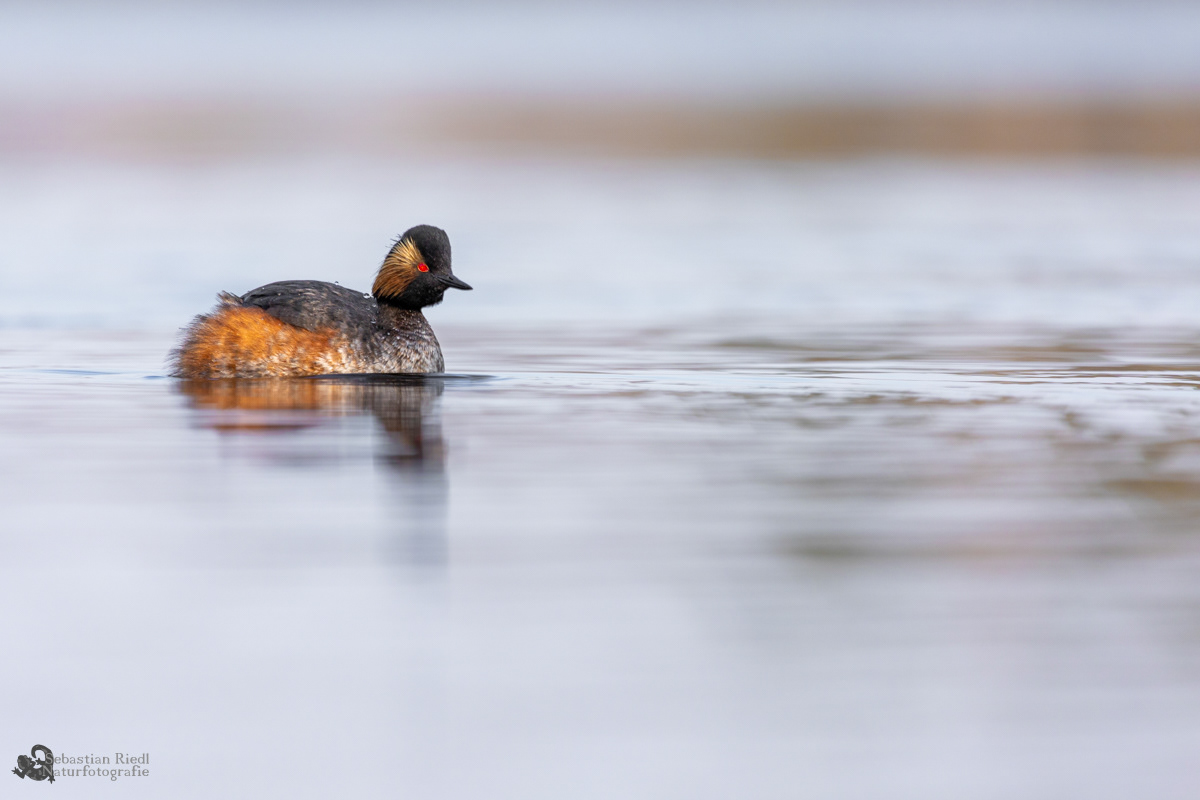 Schwarzhalstaucher (Podiceps nigricollis)