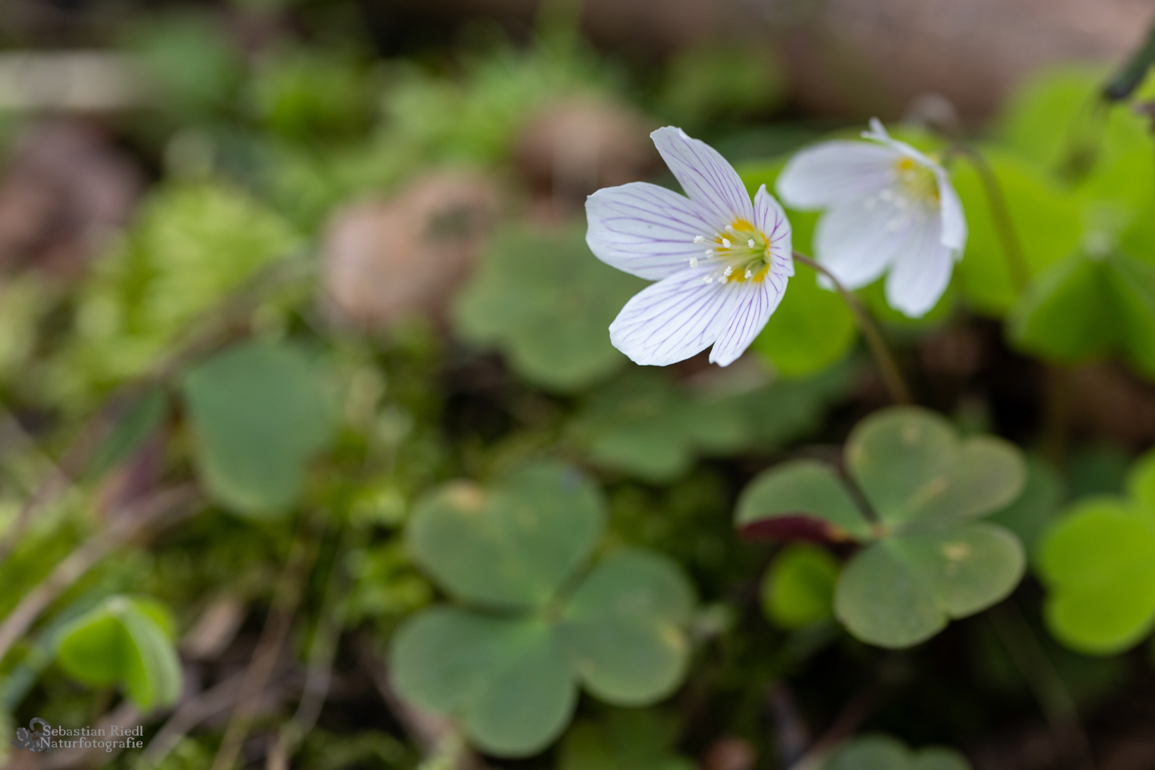 Oxalis_acetosella_Sauerklee_Wald-
