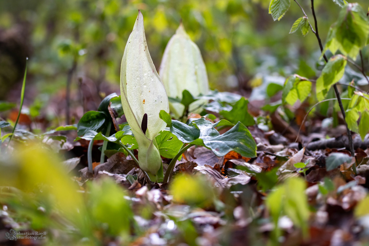 Arum_maculatum_Aaronstab_Gefleckter