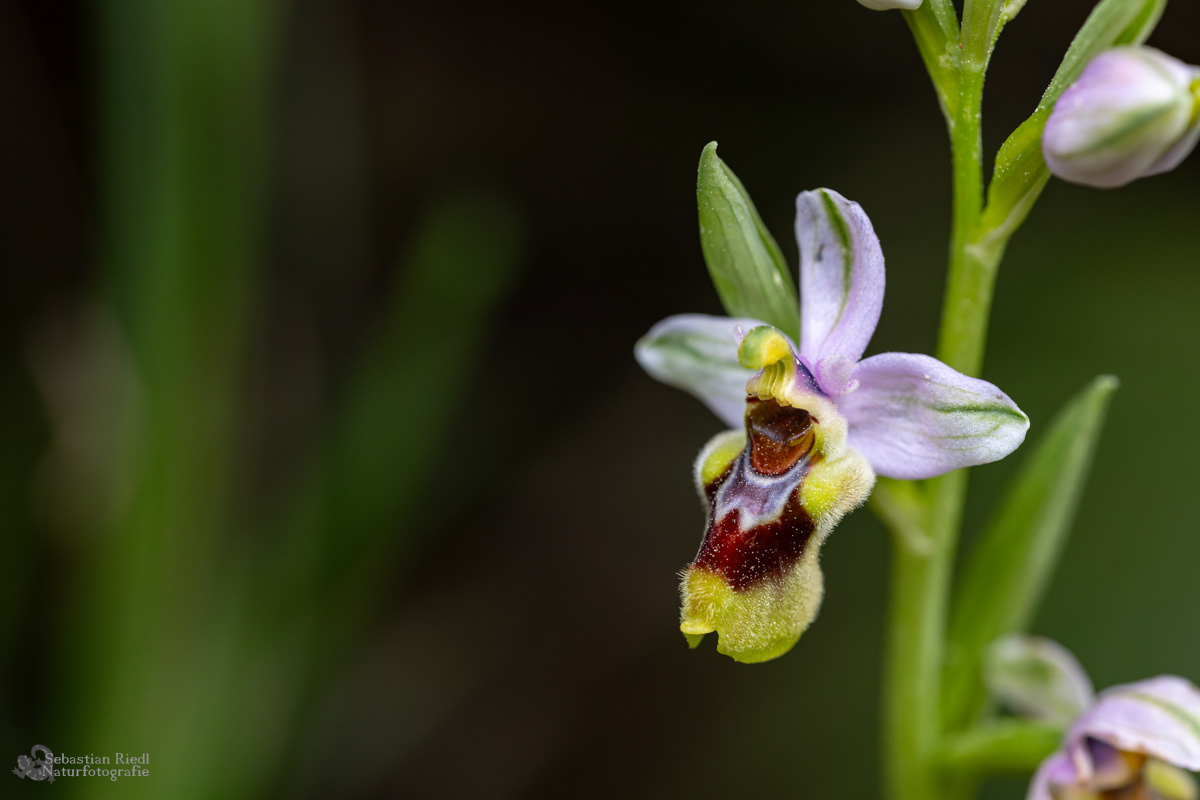 Ophrys_tenthredinifera_Ragwurz_Wespen-