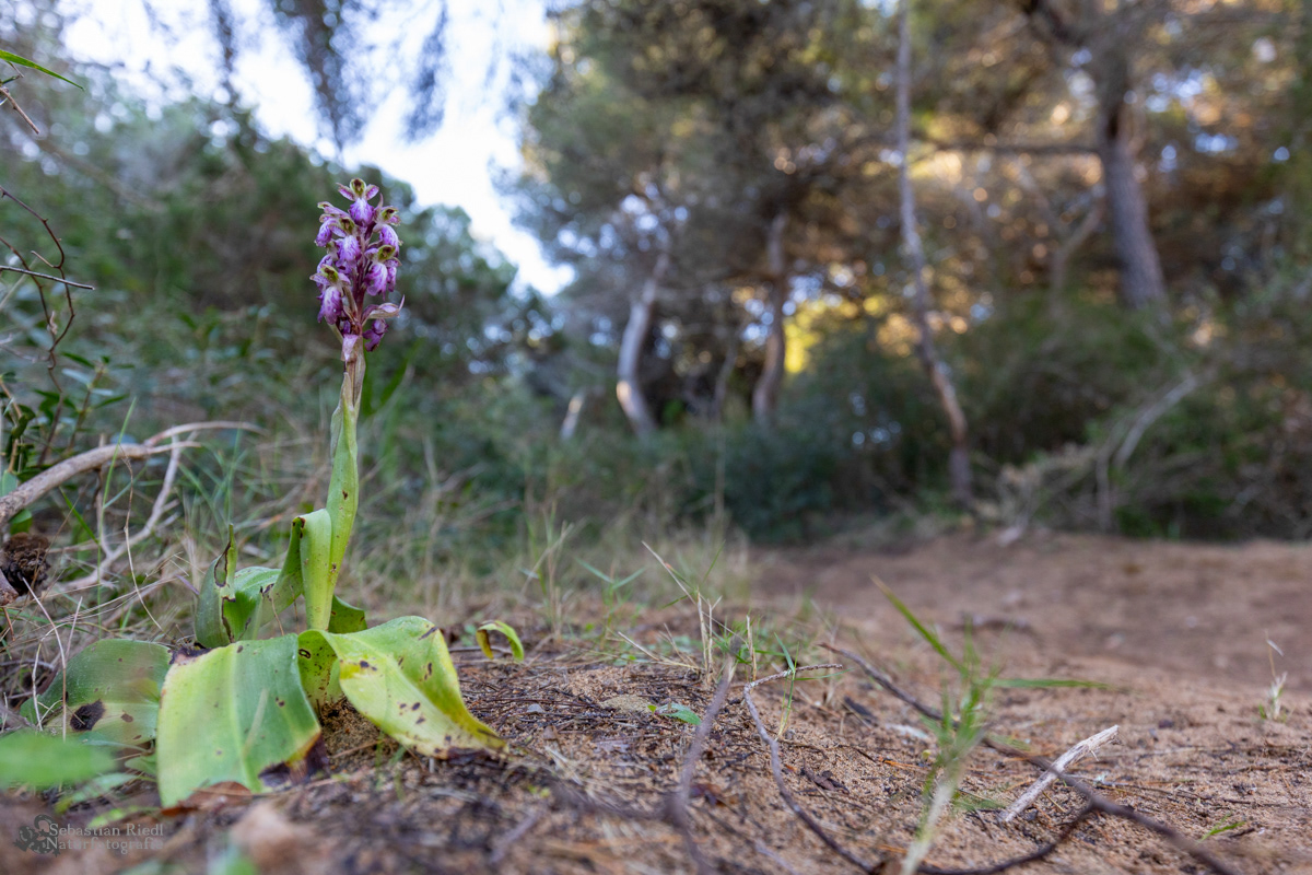 Himantoglossum_robertianum_Knabenkraut_Riesen-