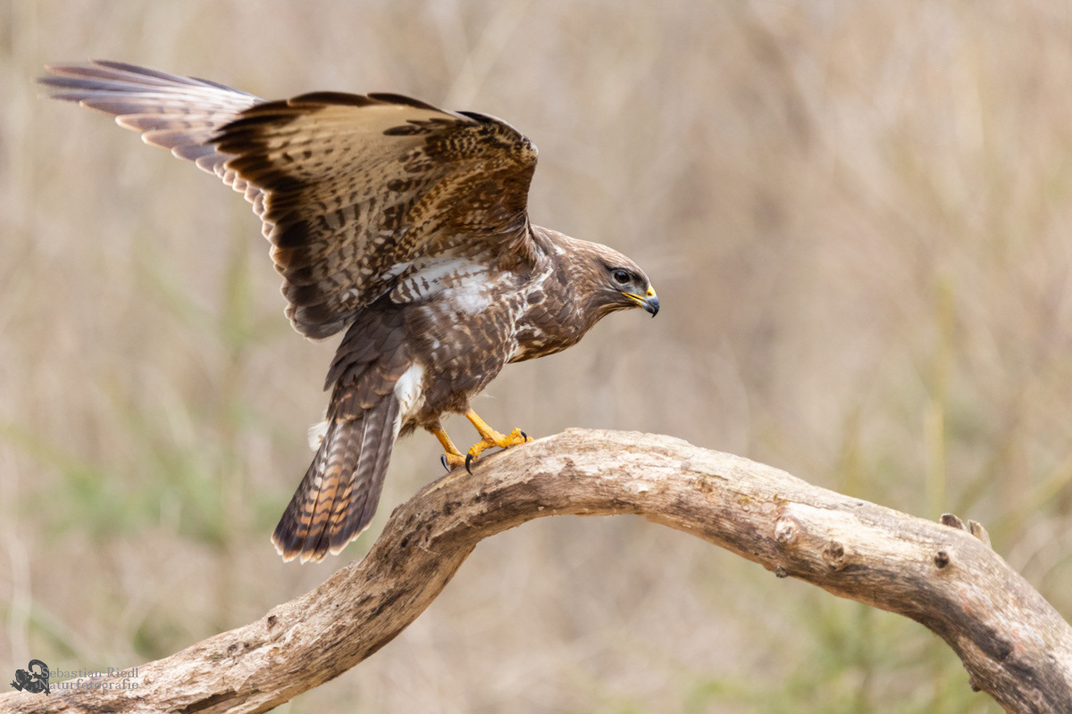 Mäusebussard (Buteo buteo)