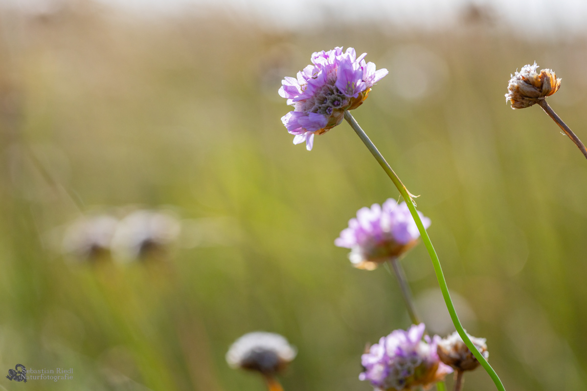 Ameria_maritima_Grasnelke_Gewöhnliche