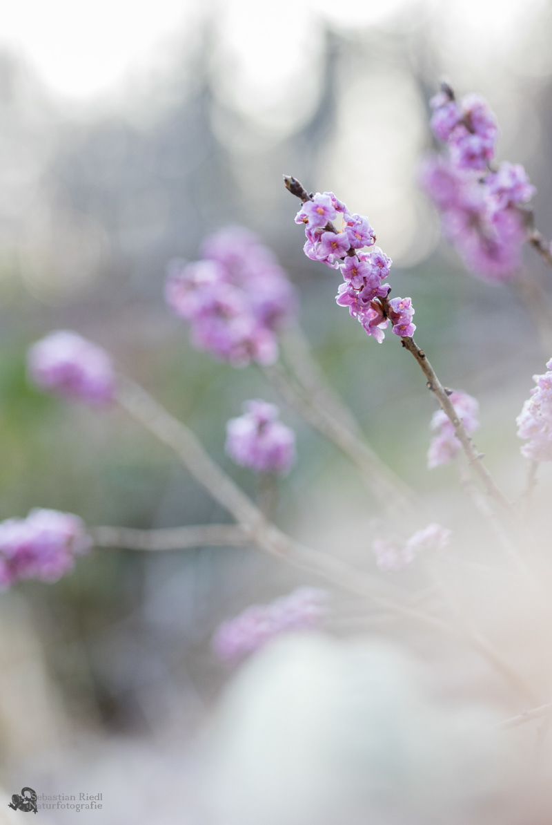 Daphne_mezereum_Seidelbast