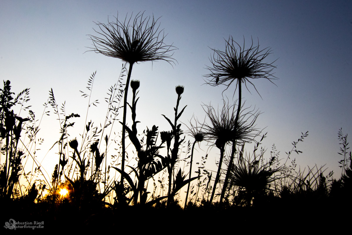 Pulsatilla_vulgaris_Küchenschelle_Gewöhnliche