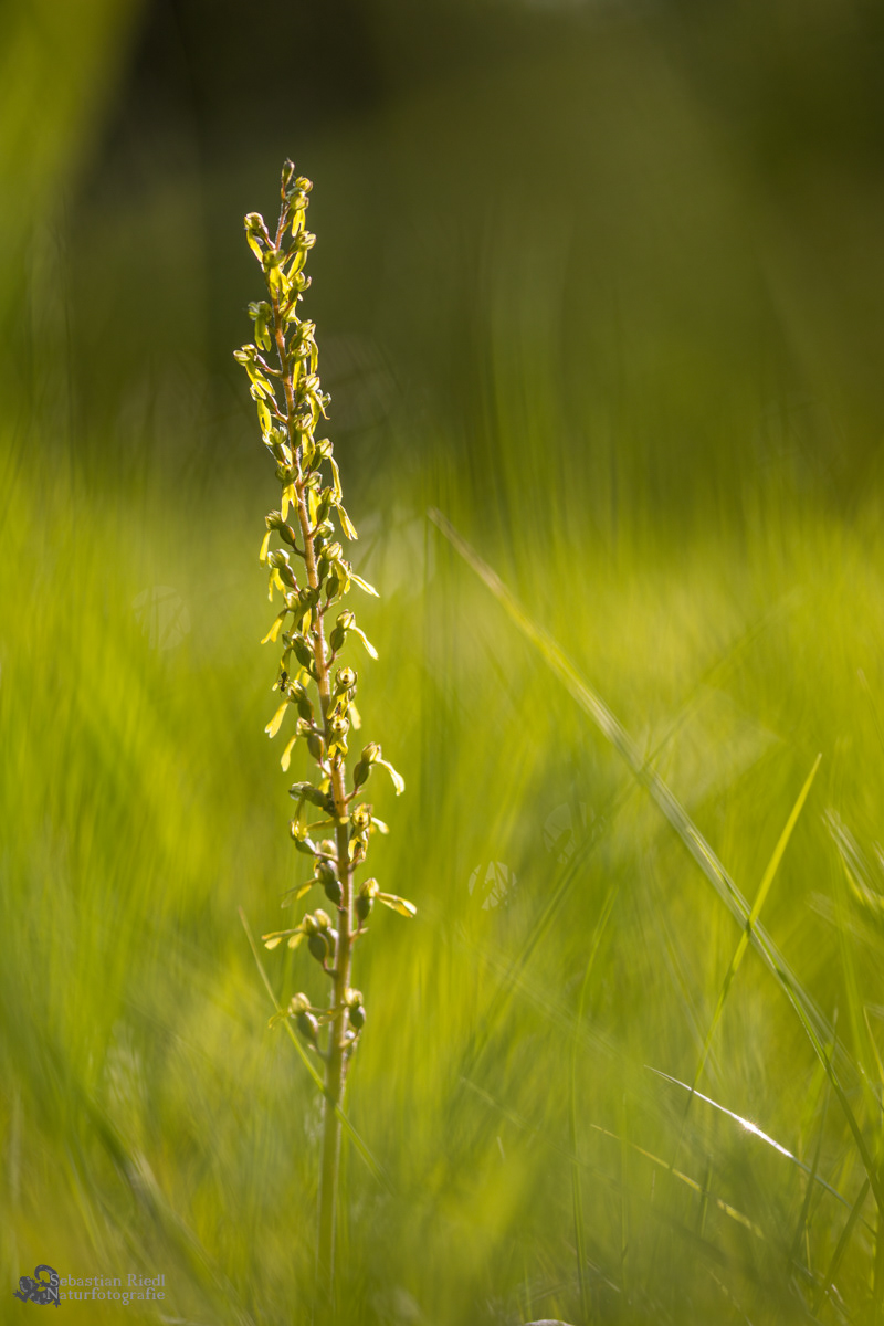 Neottia ovata_Zweiblatt_Großes