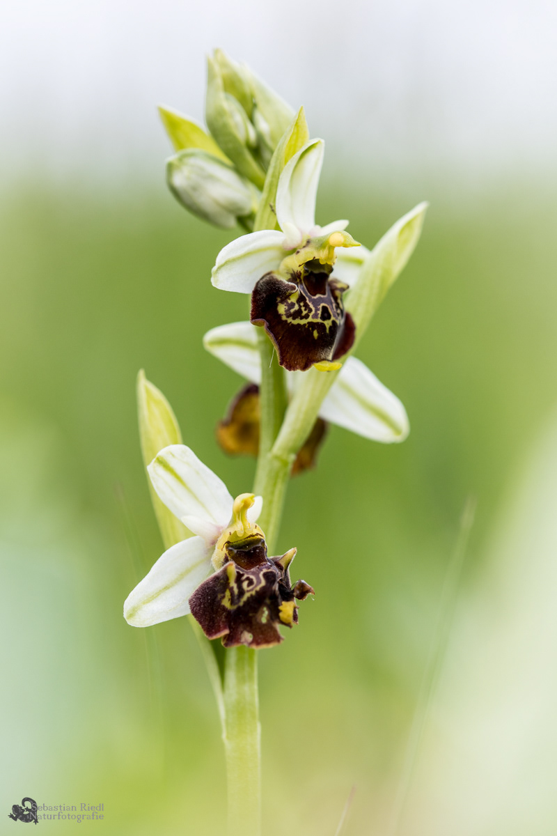 Ophrys_holoserica_Ragwurz_Hummel-