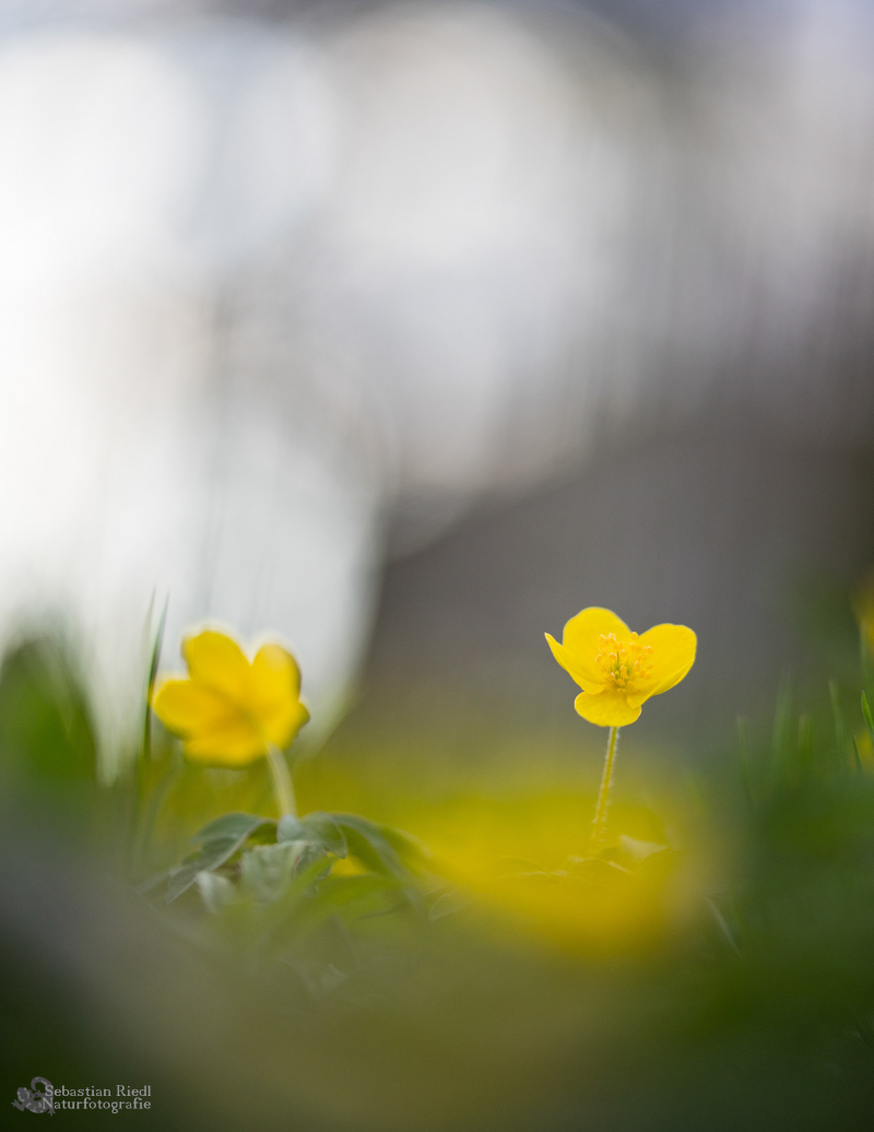 Anemone_ranunculoides_Windröschen_Gelbblühendes