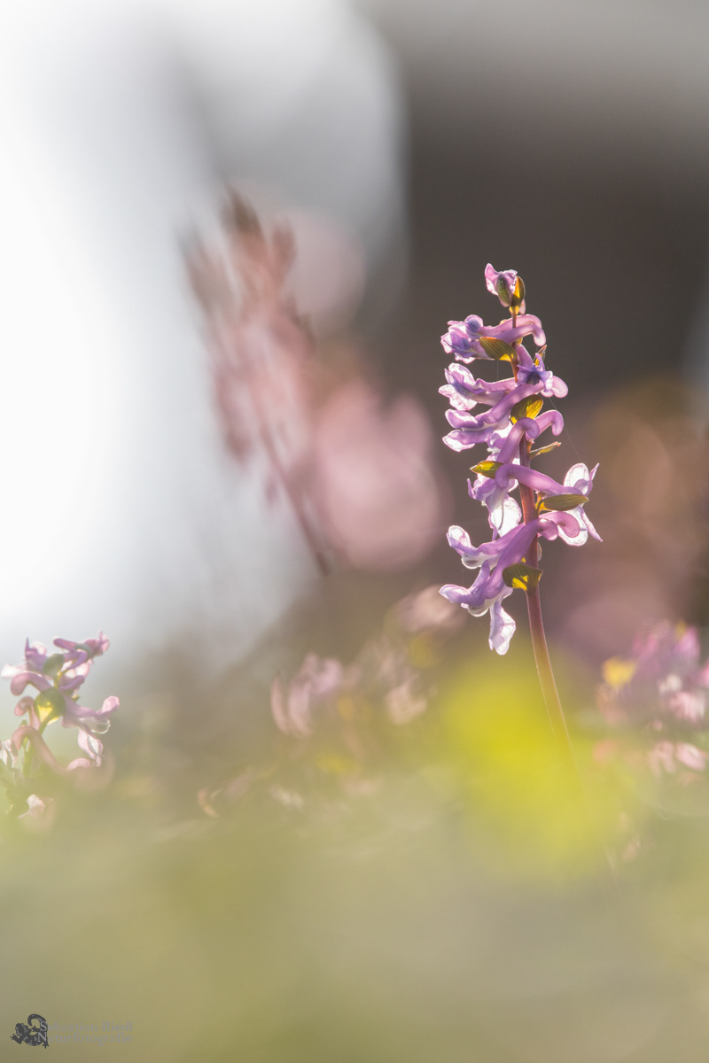 Corydalis_cava_Lerchensporn_Hohler