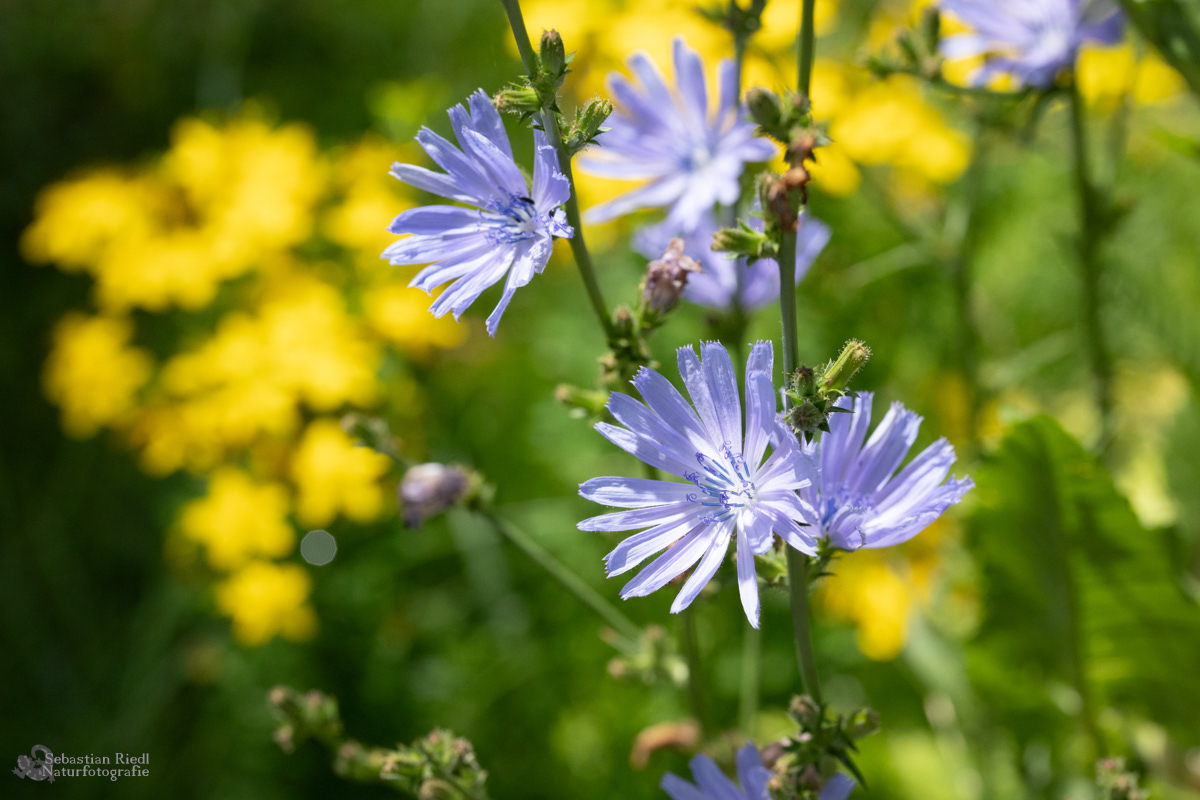 Cichorium_intybus_Wegwarte_Gemeine