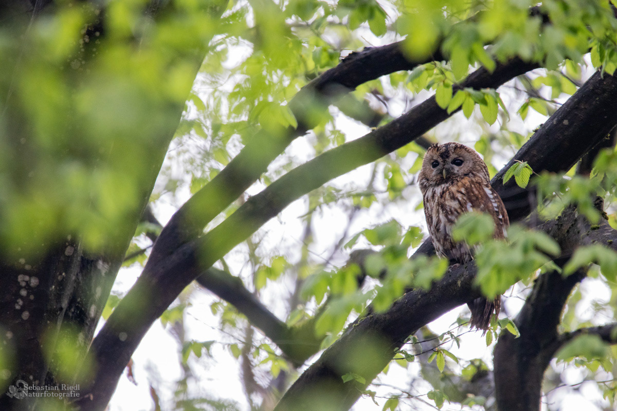 Waldkauz (Strix aluco)