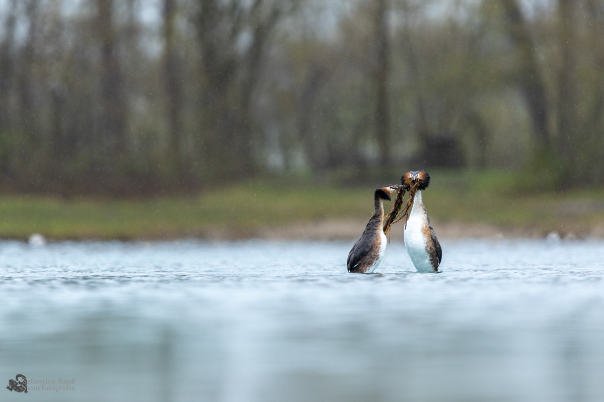 Haubentaucher (Podiceps cristatus)