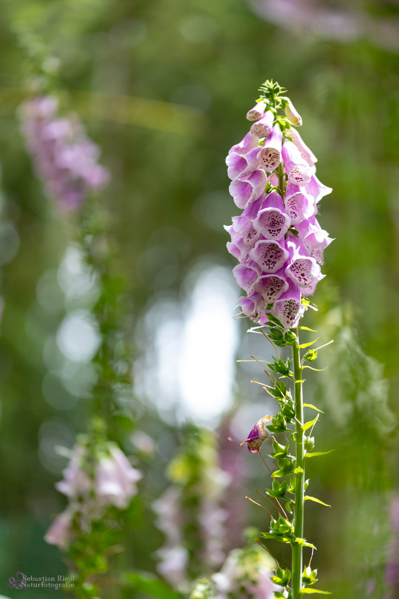 Digitalis_purpurea_Fingerhut_Roter