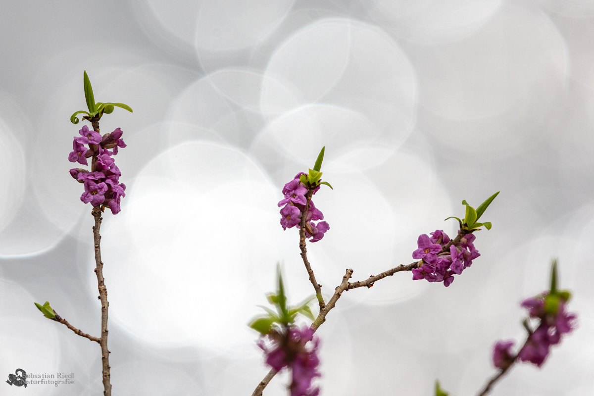 Daphne_mezereum_Seidelbast