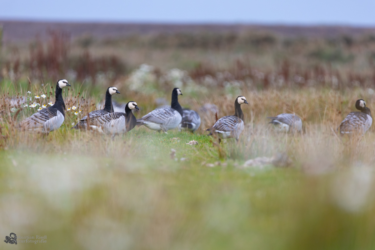 Weißwangengans (Branta leucopsis)