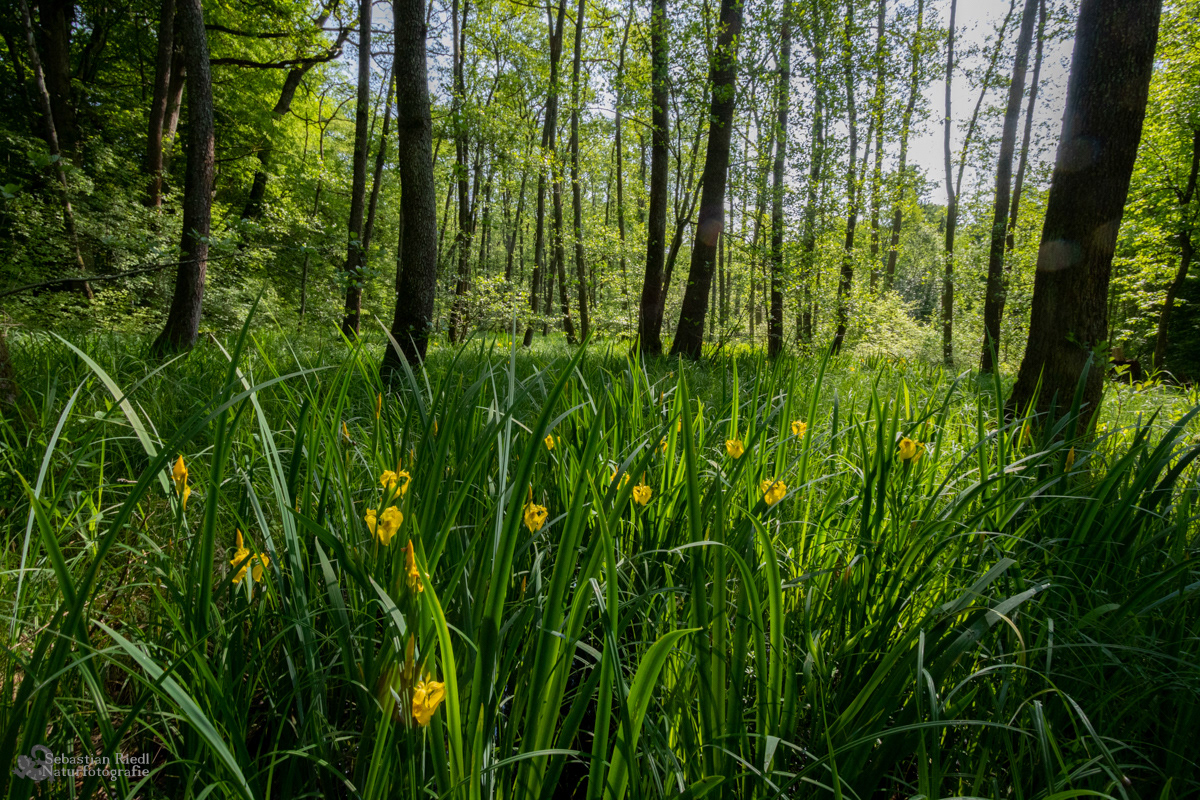 Iris_peudacorus_Schwertlilie_Sumpf