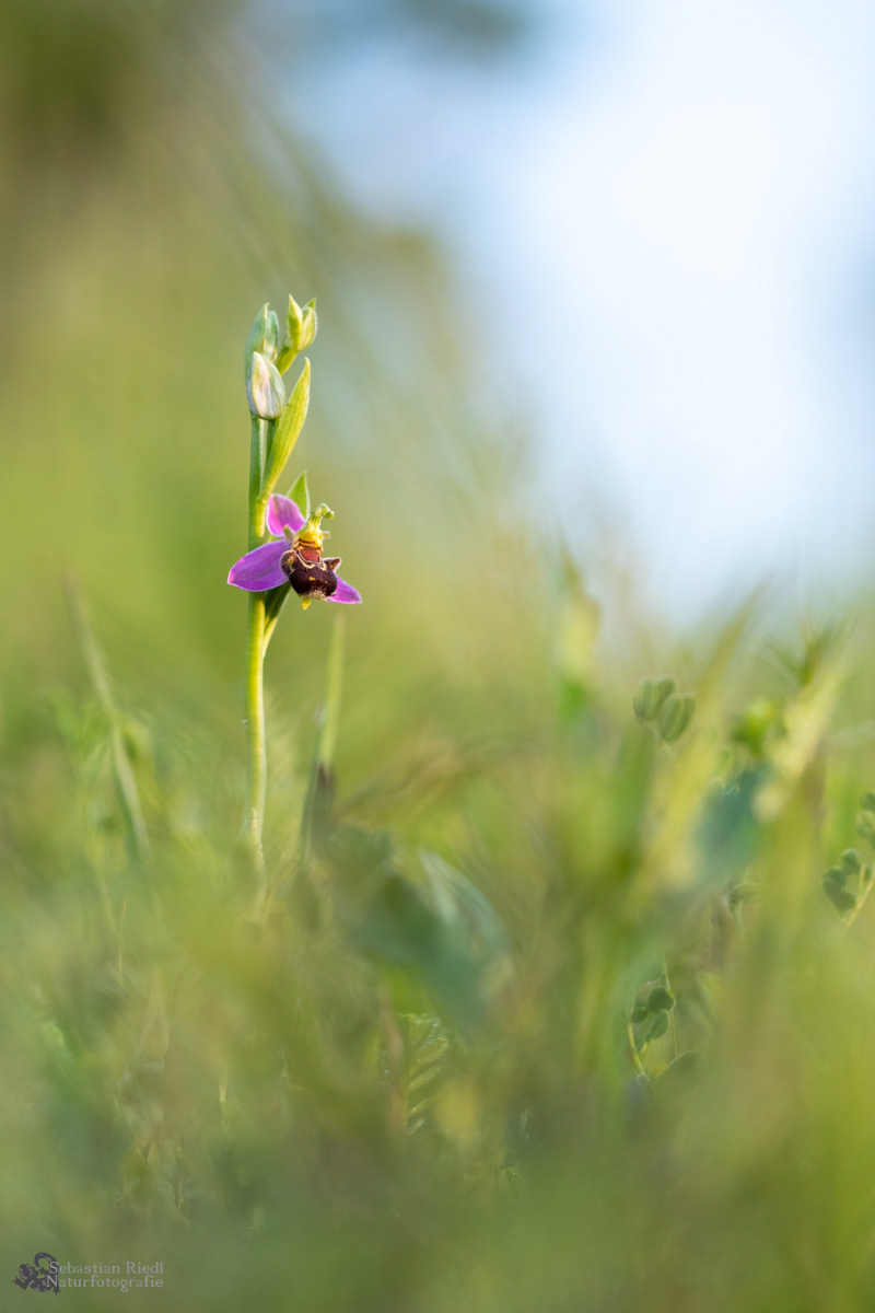 Ophrys_apifera_Ragwurz_Bienen-