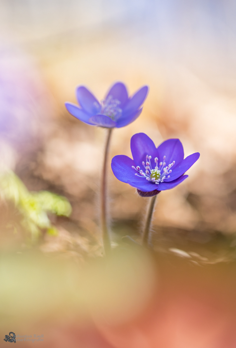 Hepatica_nobilis_Leberblümchen