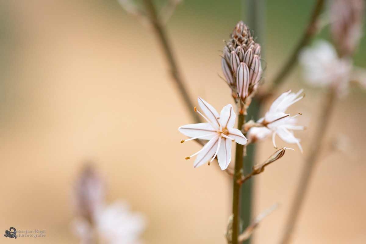 Asphodelus_ramosus_Affodil_Ästiger