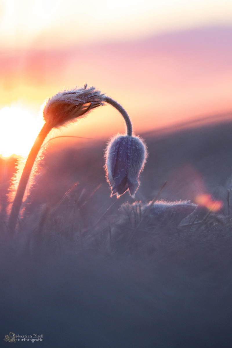Pulsatilla_vulgaris_Küchenschelle_Gewöhnliche