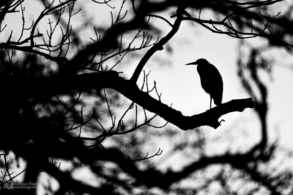 Graureiher (Ardea cinerea)