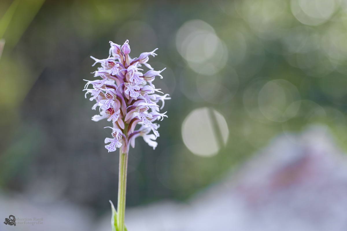 Orchis_conica_Knabenkraut_Kegel-_002