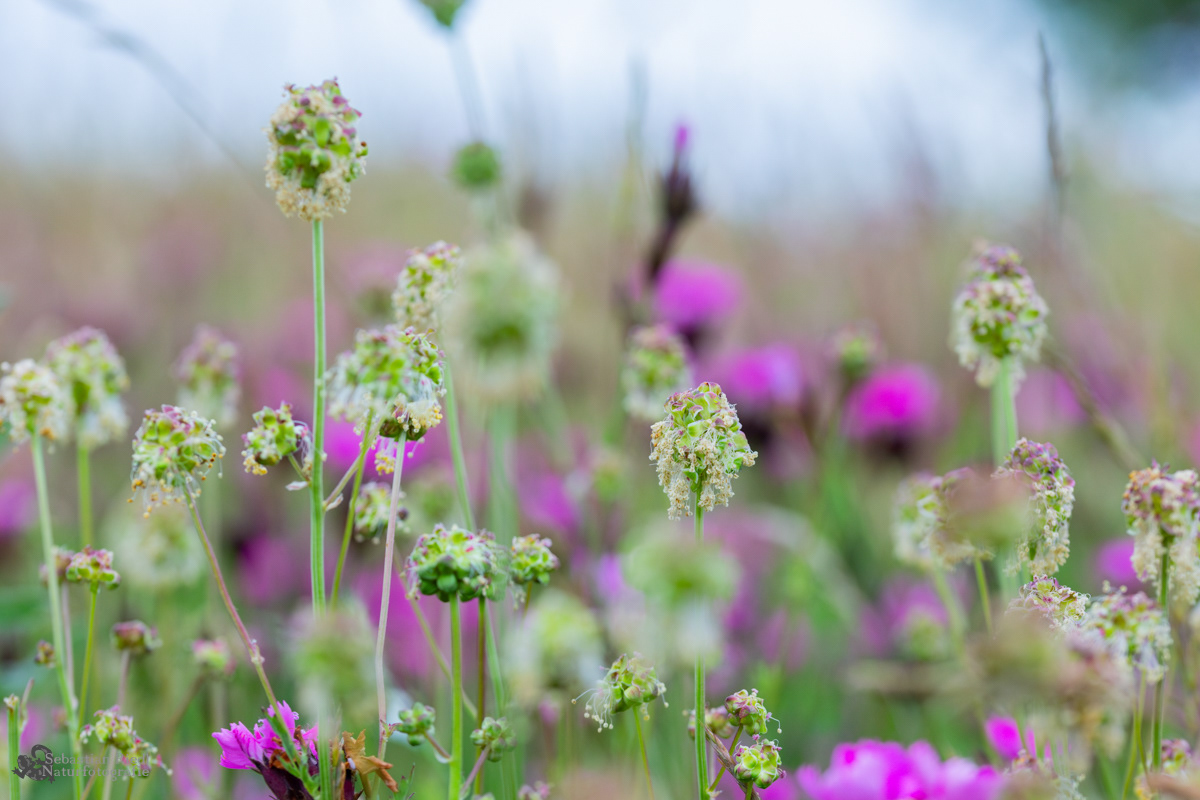 Sanguisorba_minor_Wiesenknopf_Kleiner