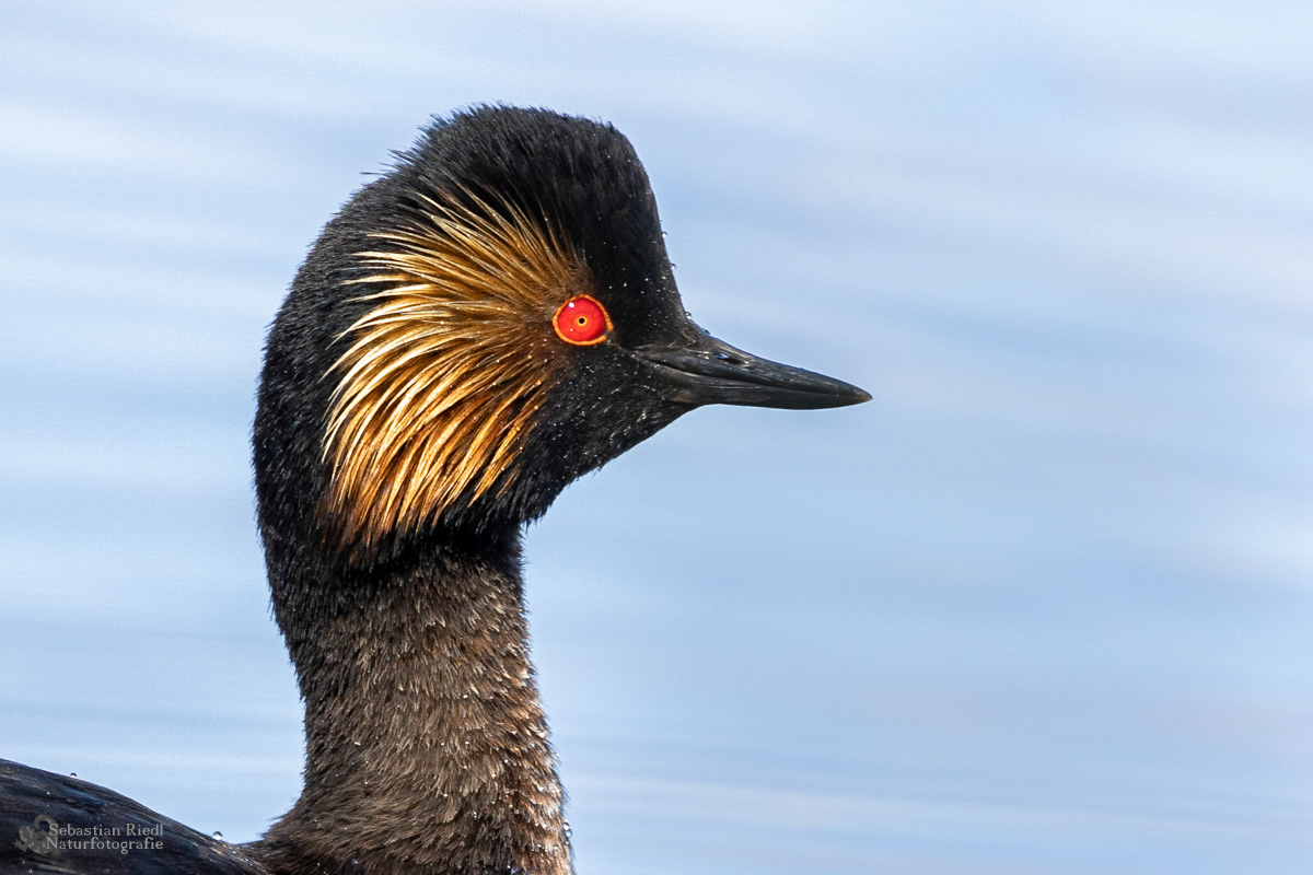 Schwarzhalstaucher (Podiceps nigricollis)