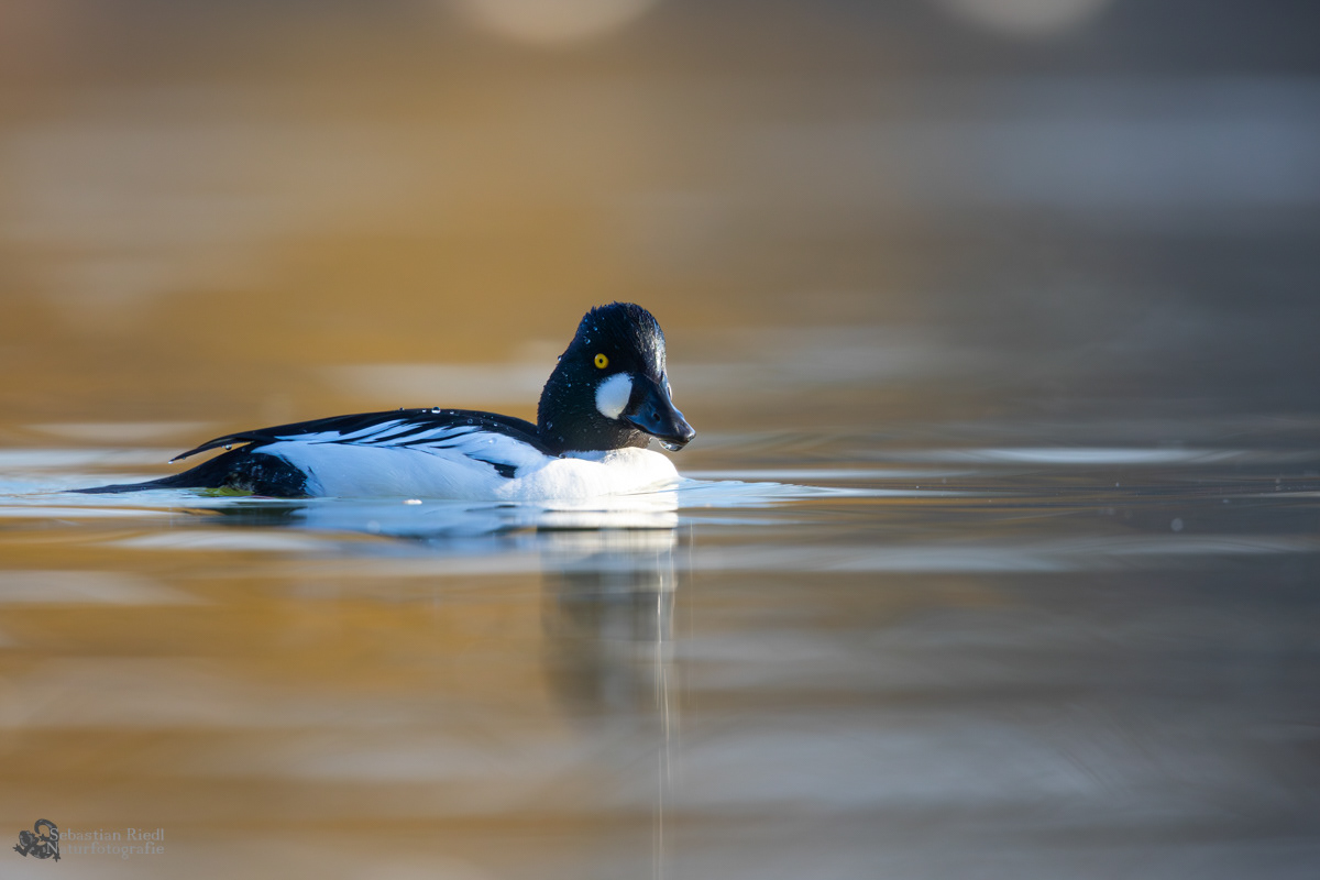Schellente (Bucephala clangula)