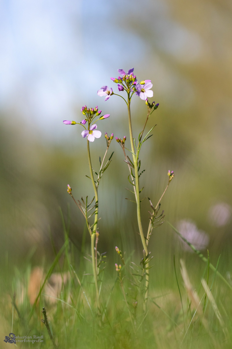 Cardamine_pratensis_Schaumkraut-Wiesen-