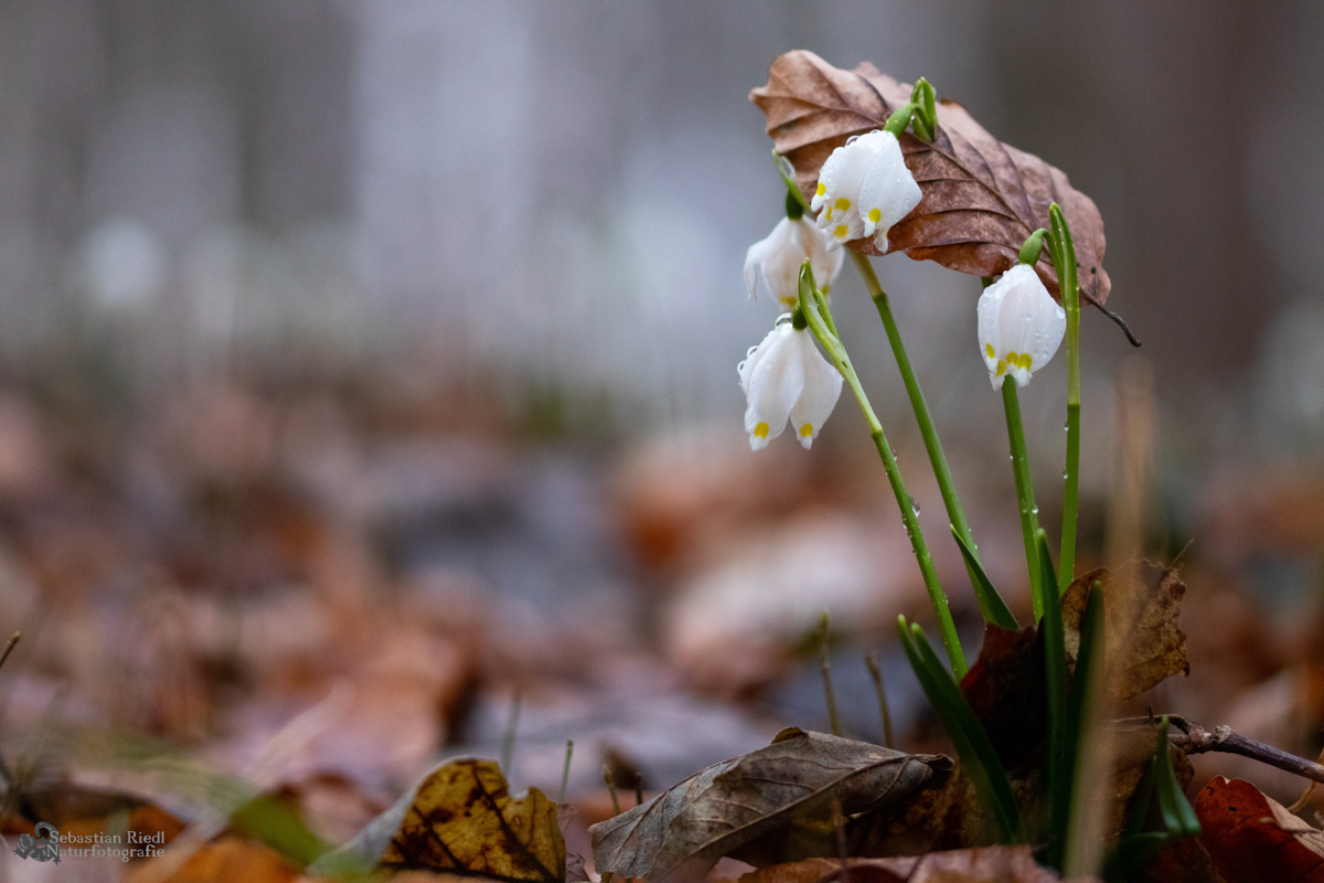 Leucojum_vernum_Märzenbecher