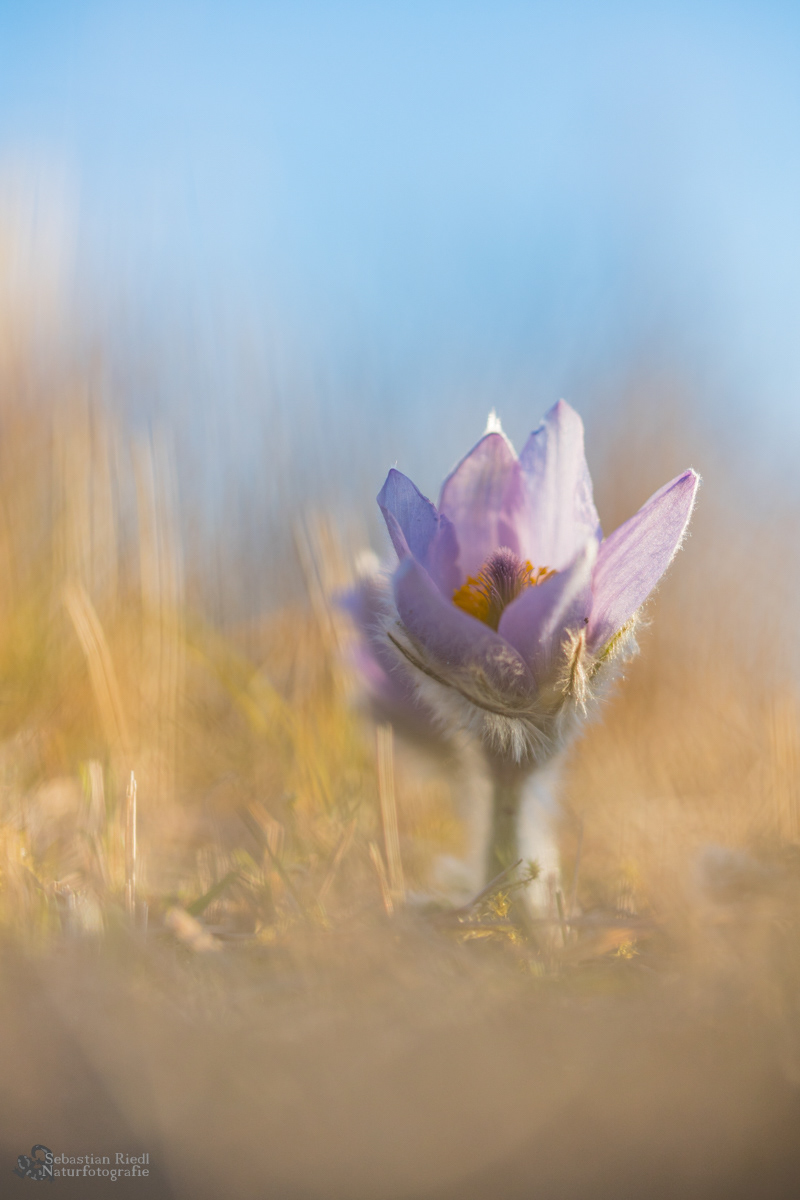 Pulsatilla_vulgaris_Küchenschelle_Gewöhnliche