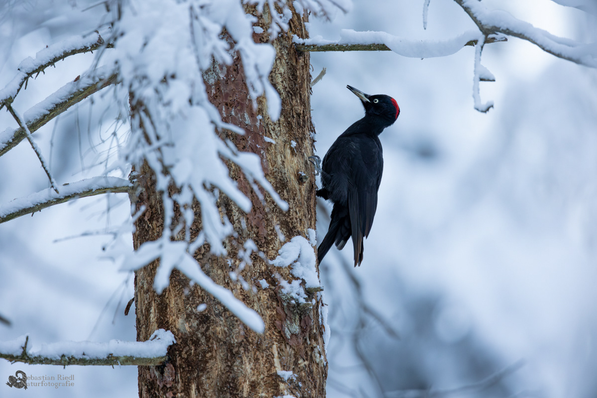 Schwarzspecht (Dryocopus martius)