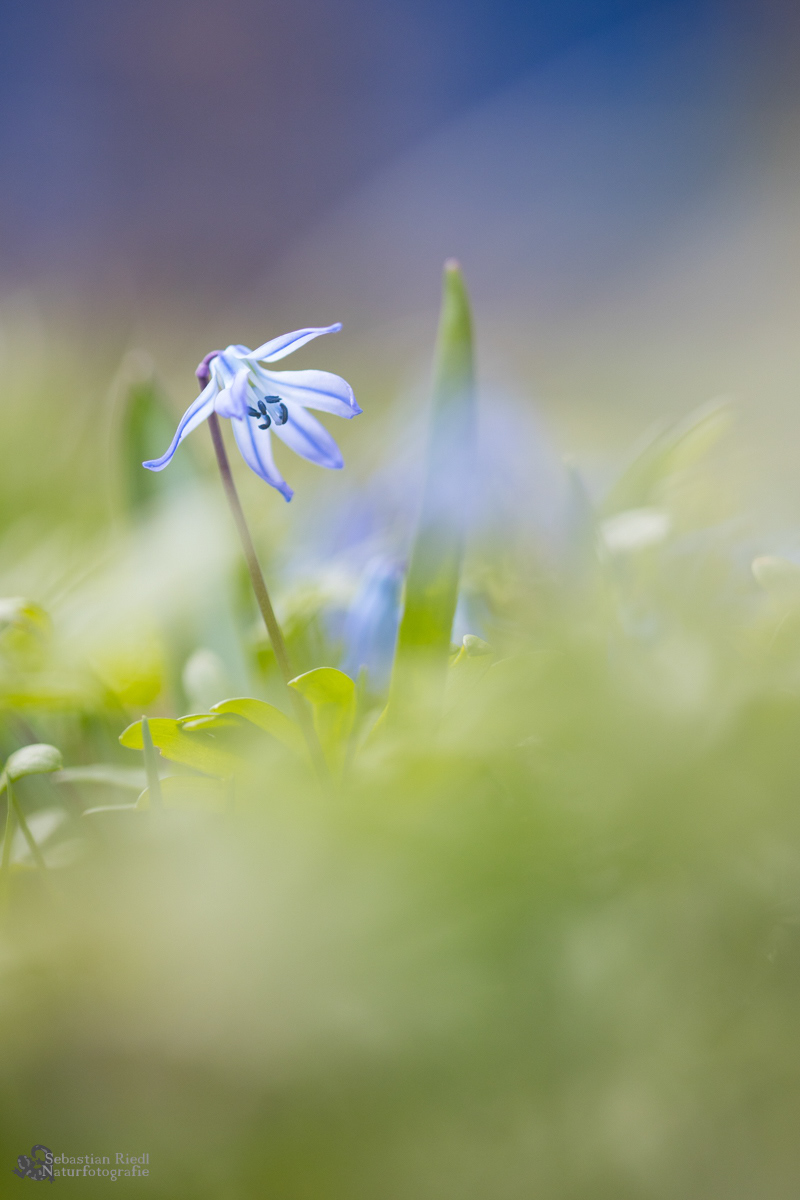 Scilla_spec_Blaustern