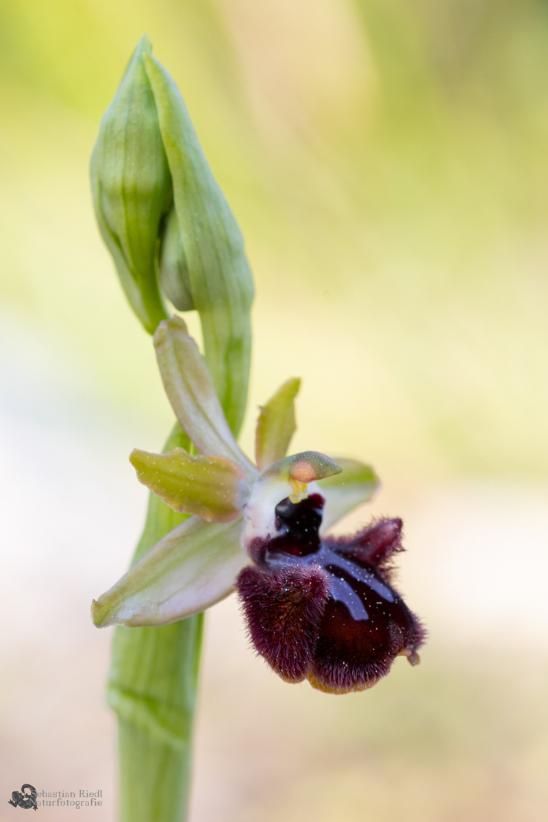 Ophrys_incubacea_Ragwurz_Schwarze