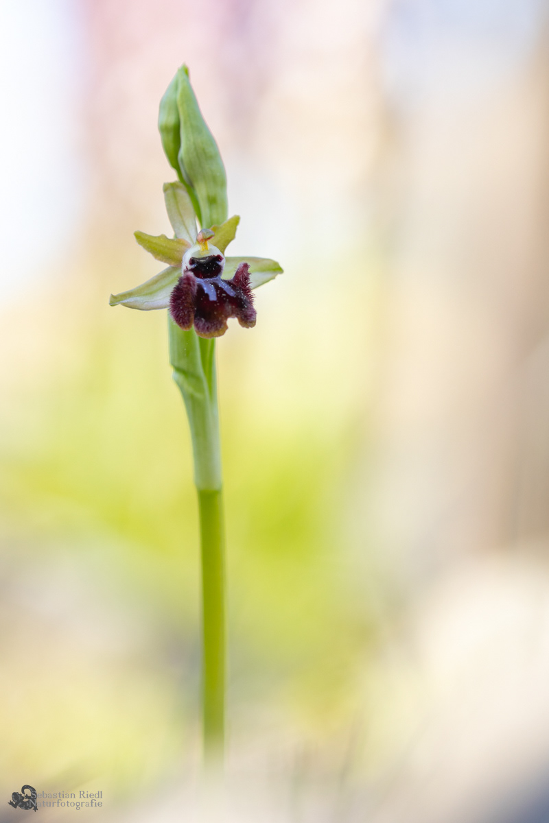 Ophrys_incubacea_Ragwurz_Schwarze