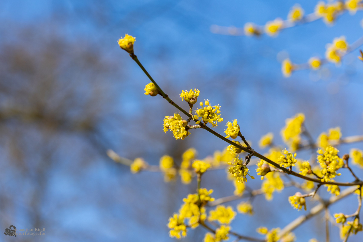 Cornus_mas_Kornelkirsche