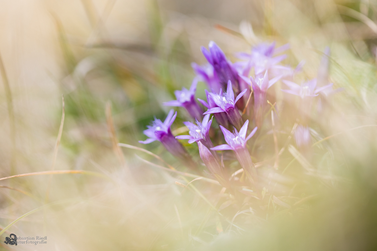 Gentiana_germanica_agg_Kranzenzian_Deutscher