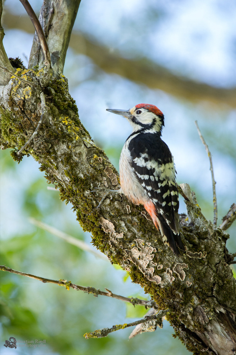 Weißrückenspecht (Dendrocopos leucotos)