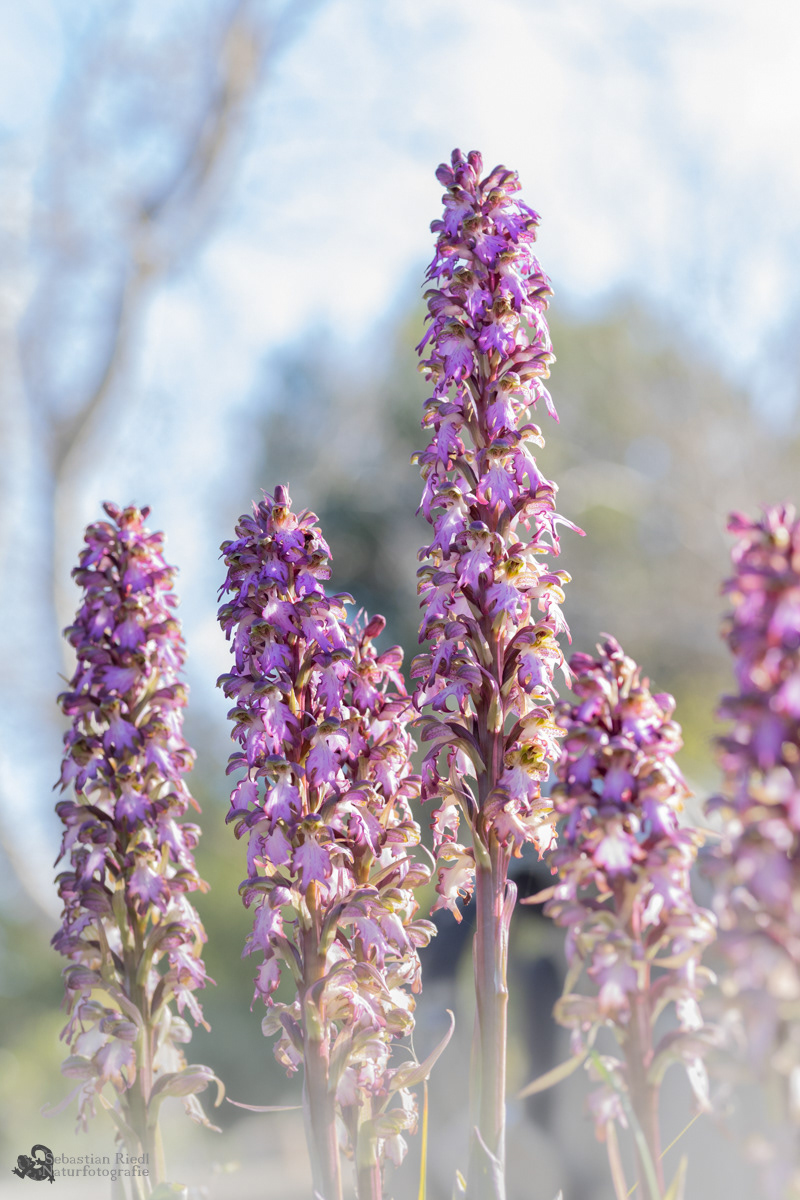 Himantoglossum_robertianum_Knabenkraut_Riesen-