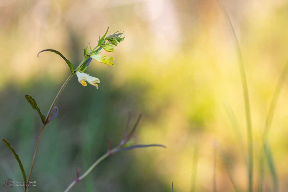 Melampyrum_pratense_Wiesen-Wachtelweizen