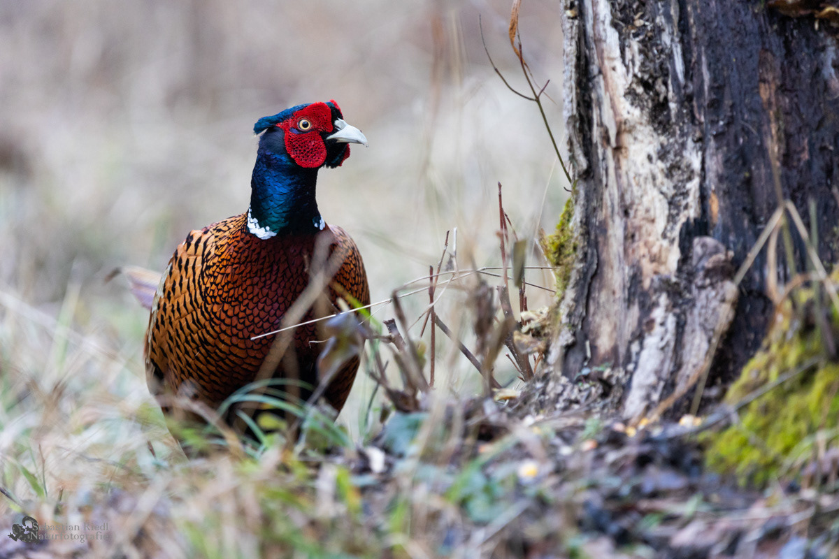 Fasan (Phasianus colchicus)
