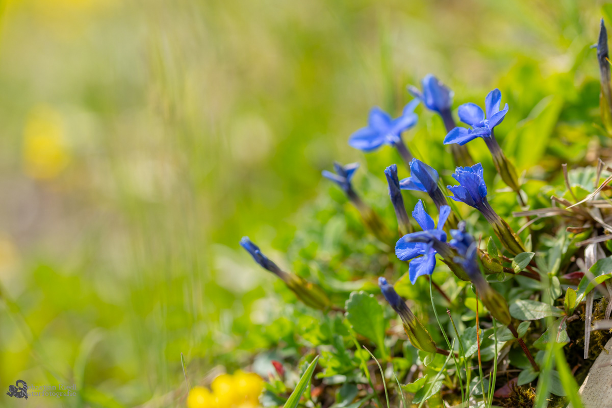 Gentiana_verna_Enzian_Frühlings