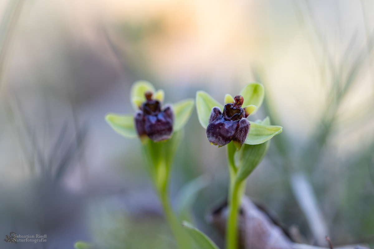 Ophrys_bombyliflora_Ragwurz_Drohnen-