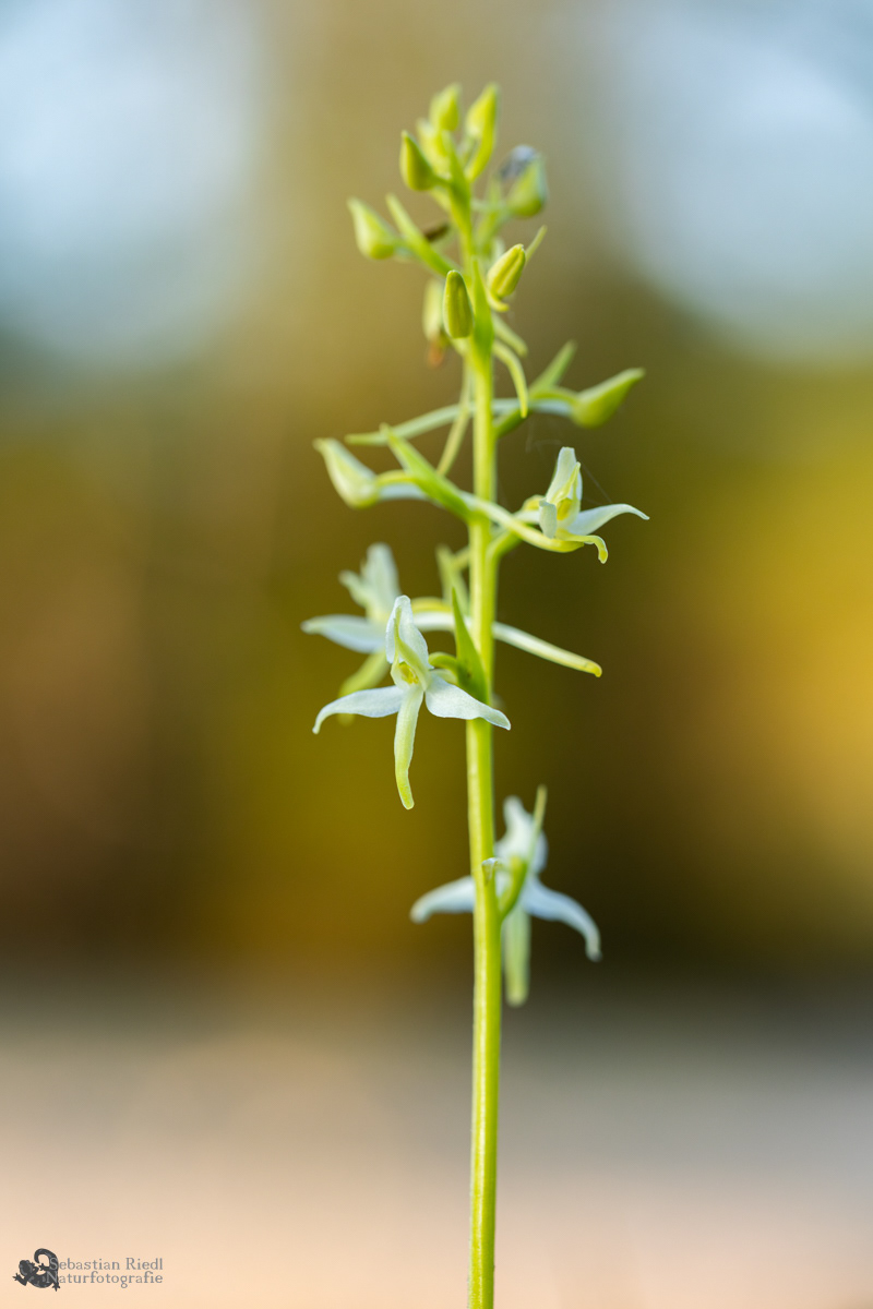 Platanthera_chlorantha_Waldhyazinthe_Grünliche