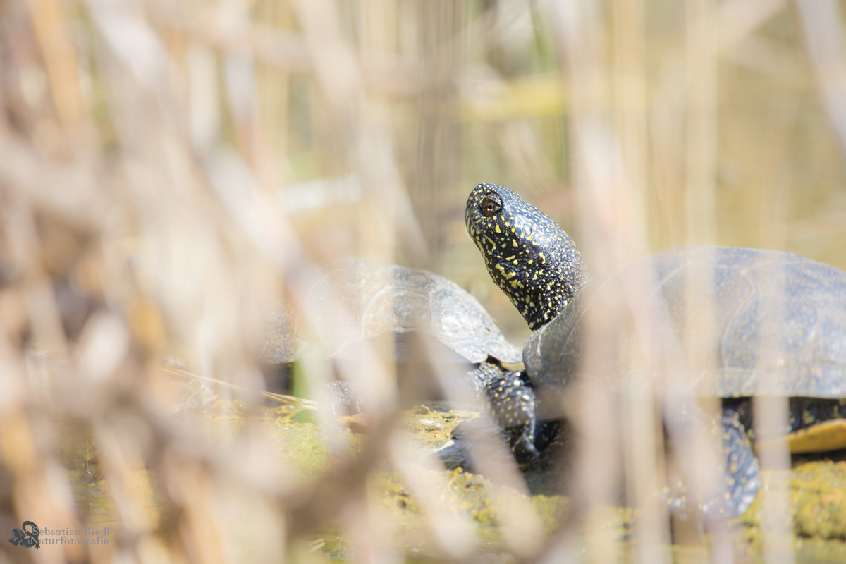 Europäische Sumpfschildkröte (Emys orbicularis)